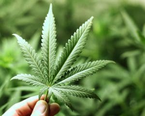 marijuana tax, marijuana tax legalization