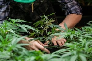 marijuana tax gross receipts tax