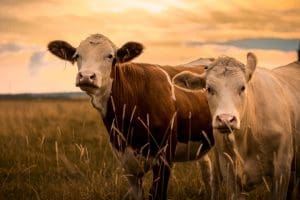 German meat, German VAT, Germany VAT, German tax on Meat,