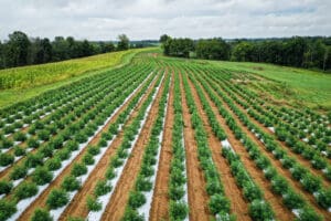 Intoxicating Hemp Tax Treatment and Policy Reform Options for THC